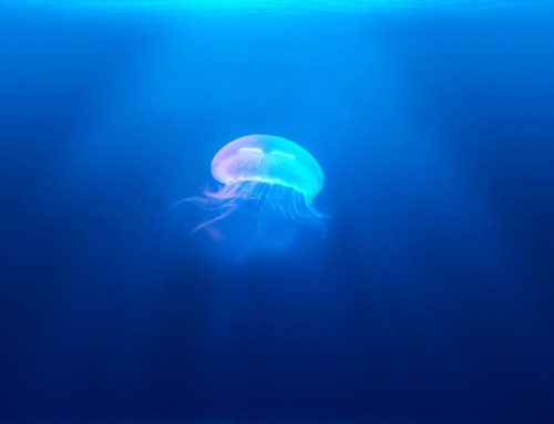 Protected: Jellyfish medical findings
